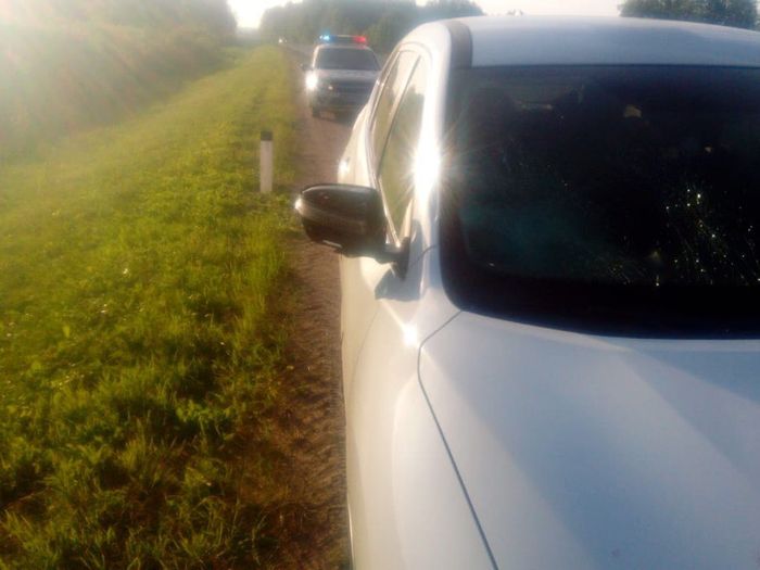 ДТП под Куньей – лось выскочил на машину (ФОТО)