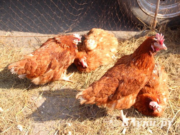 СТЦ «СтройСам» порадовал великолучан на универсальной ярмарке «Весна-2018» (ФОТО)