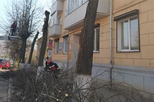 На Пионерской пилят деревья (ФОТО)