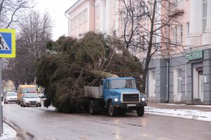 Ёлочка приехала! (ФОТО)