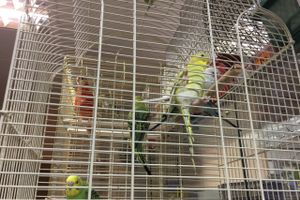 «Zooбастики»: подарите праздник своим любимцам! (ФОТО+ВИДЕО)