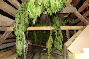 Дачник из Гдовского района отправится в колонию за выращивание конопли (фото)