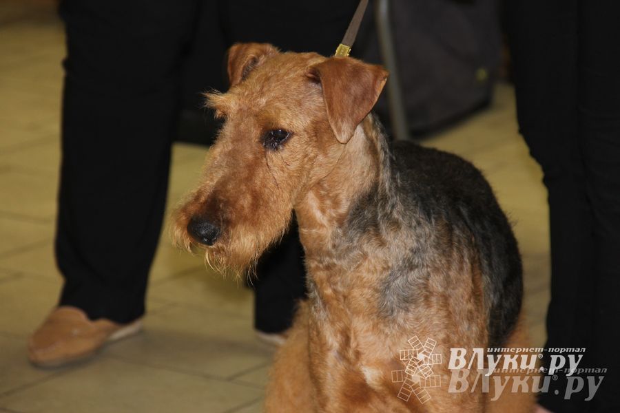 Всероссийская выставка собак в Великих Луках (фото)