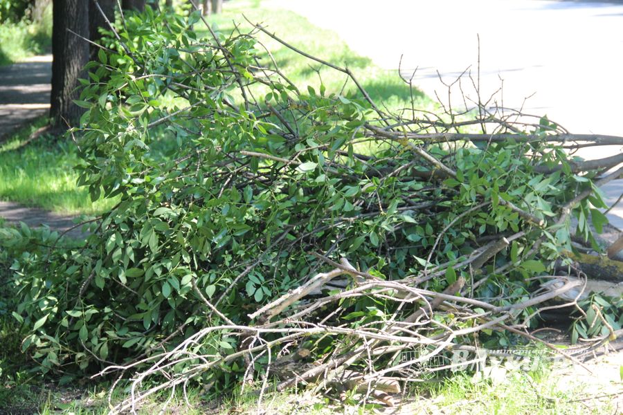 «Опасную» ветку над проспектом Гагарина спилили (ФОТО)