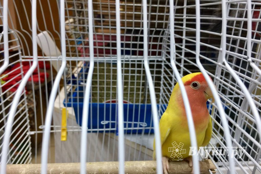 «Zooбастики»: подарите праздник своим любимцам! (ФОТО+ВИДЕО)