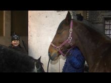 Импульс-ТВ: О лошадях 