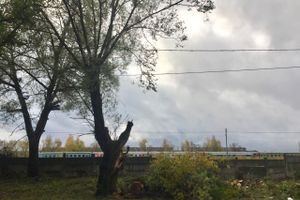 В Великих Луках, почти в центре города, более двух месяцев лежало поваленное дерево (ФОТО)