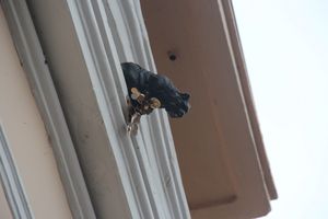 В Великих Луках появился чёрный кот (ФОТО)