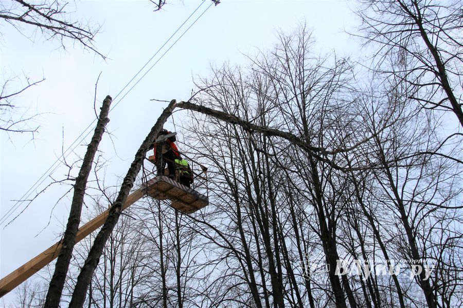 На проспекте Гагарина идет формовка деревьев (ФОТО)
