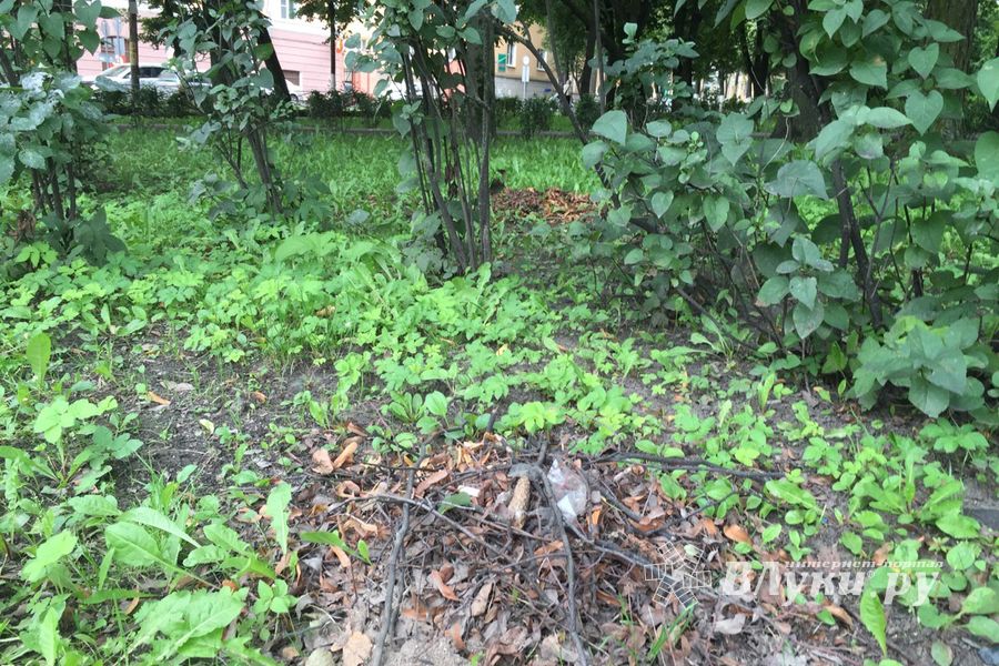 Обратная сторона центра Великих Лук (ФОТО)