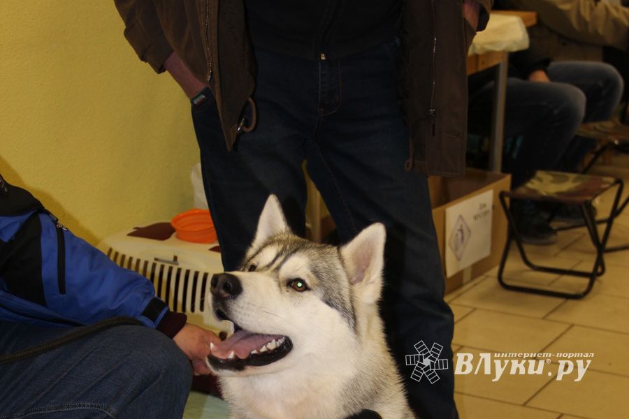 Всероссийская выставка собак в Великих Луках (фото)