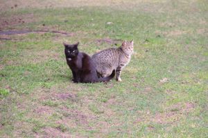 ©ВЛуки.ру
