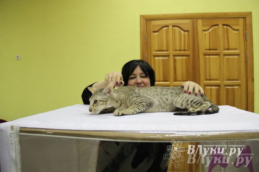 В Великих Луках прошла выставка кошек (фото)