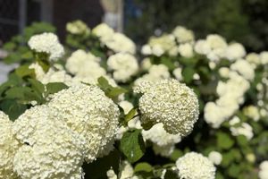 ВЛуки.ру