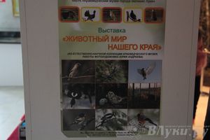 Обзор выставок Краеведческого музея