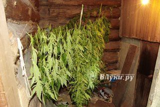 Житель Санкт-Петербурга вырастил «плантацию» конопли в Псковской области (фото)