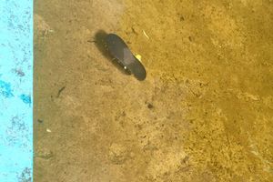 ФОТОФАКТ: Фонтан на площади Рокоссовского. Чей туфля?