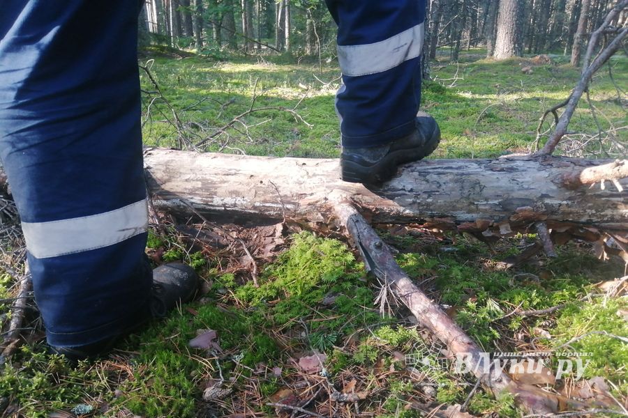 ©ВЛуки.ру