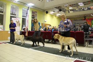 Всероссийская выставка собак «Великие Луки — 2014»