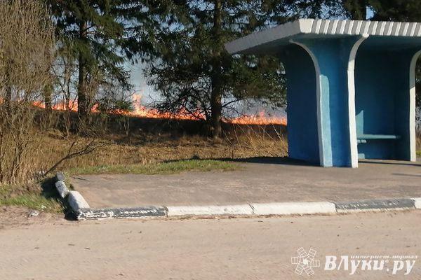 В Псковской области зарегистрированы первые палы сухой травы