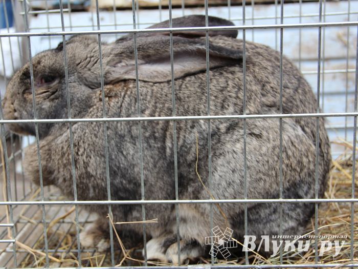 В Великих Луках проходит Весенняя ярмарка