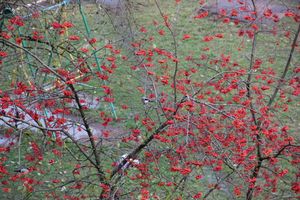 Зима в Великих Луках будет суровой (ФОТО)