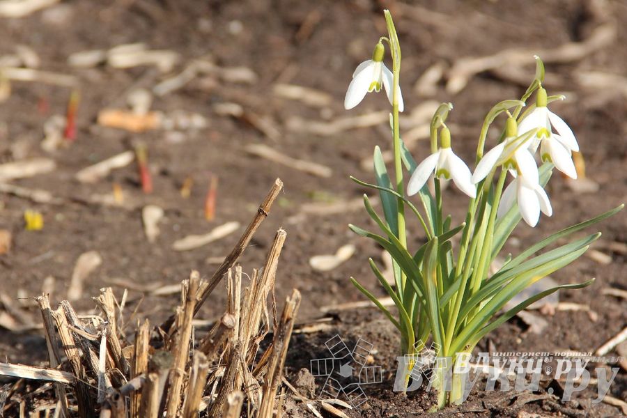 Весенний день