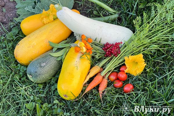 Жители Псковской области могут обратиться на «горячую линию» по вопросам качества и безопасности плодоовощной продукции и срокам годности