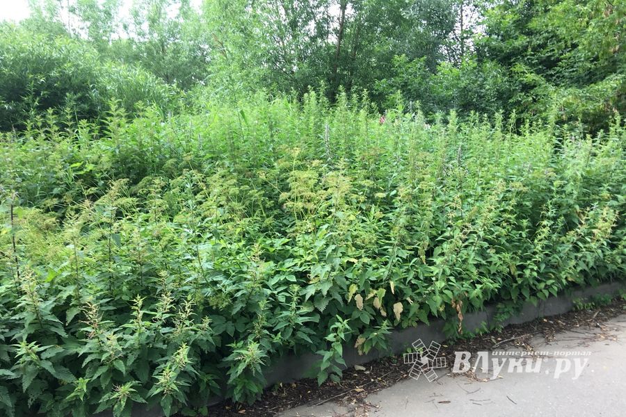 Необитаемый остров Дятлинка (ФОТО)