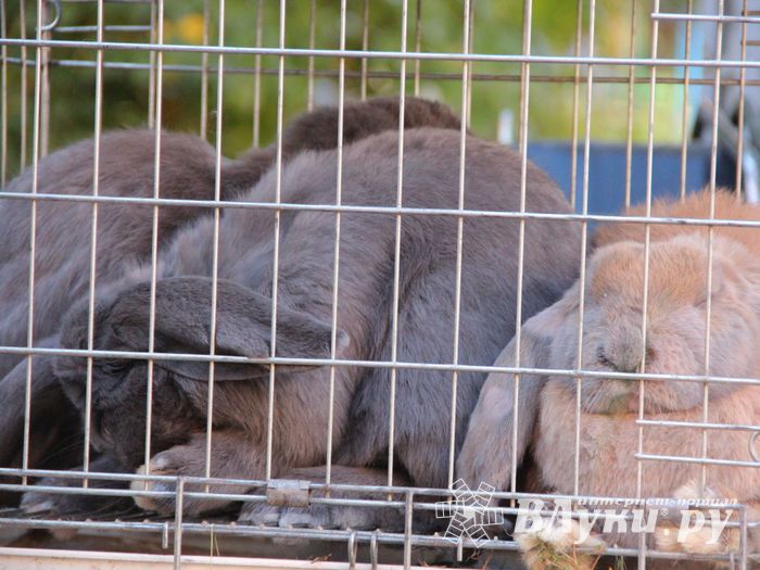 Торговая ярмарка «Осень-2016» прошла в Великих Луках (ФОТО)