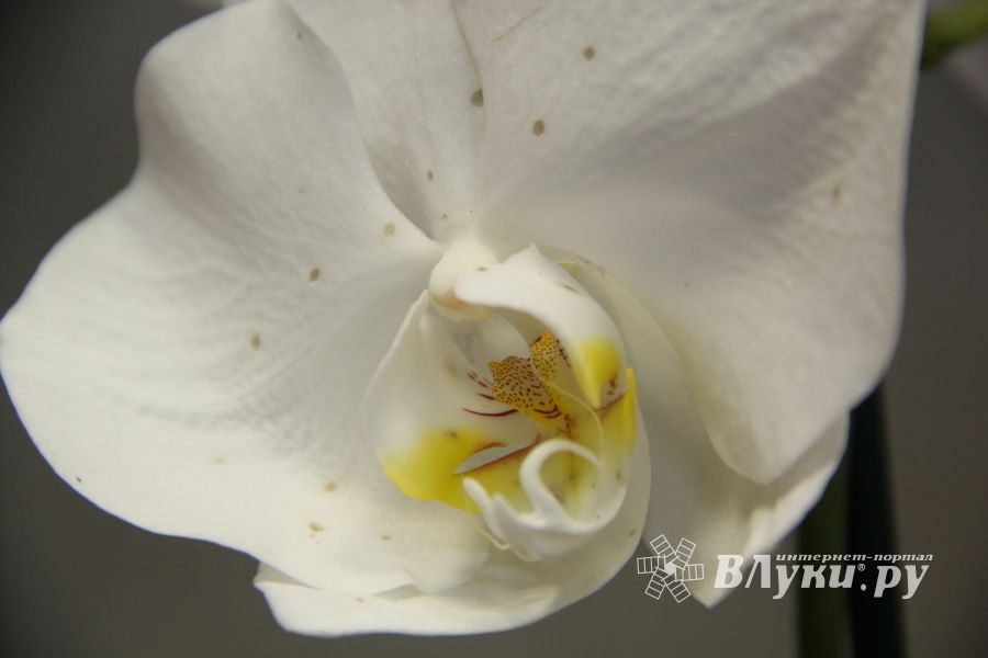 Конкурс «Мимо тёщиного дома...» нашел победителя (ФОТО)