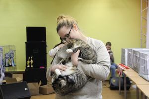 В Великих Луках прошла выставка кошек (фото)