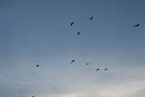 В Псковской области отменён режим беспилотной опасности