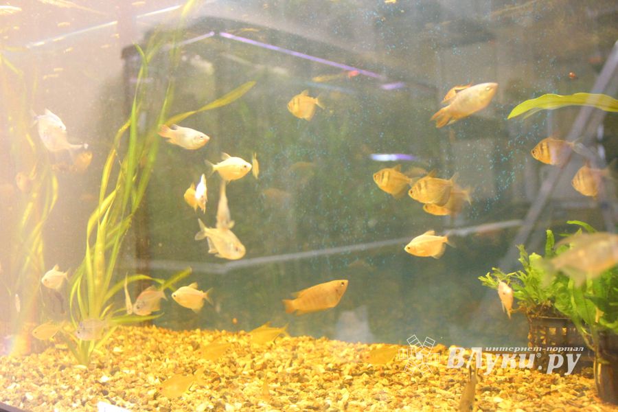 «Zooбастики»: подарите праздник своим любимцам! (ФОТО+ВИДЕО)