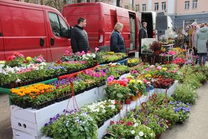 В Великих Луках прошла ярмарка «Весна - 2022» (ФОТО)