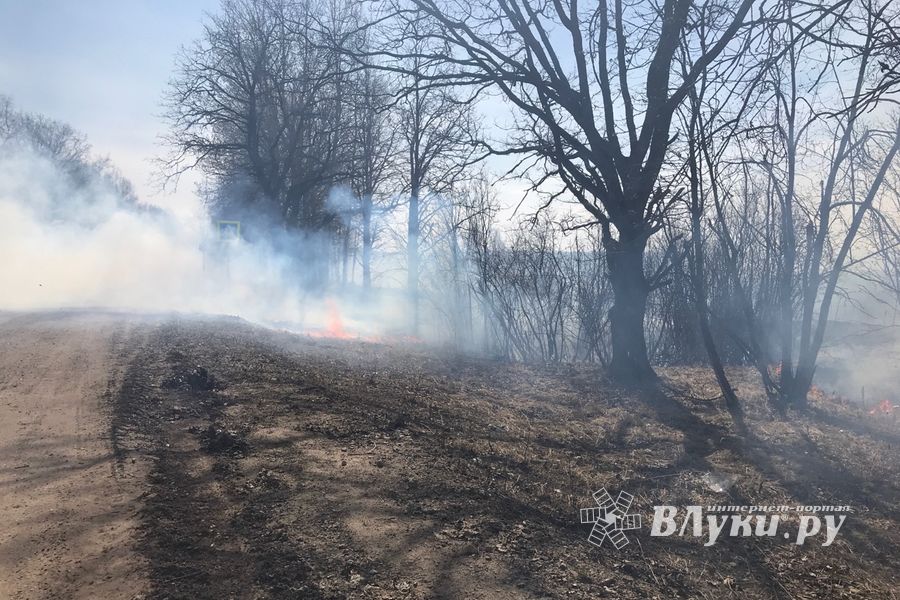 Бесконтрольный пал травы в Великолукском районе (ФОТО, ВИДЕО)