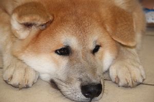 Всероссийская выставка собак в Великих Луках (фото)