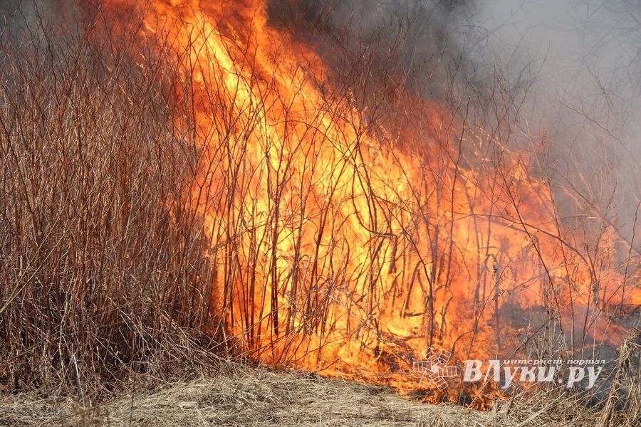 Великолукский район полыхает (ФОТО; ВИДЕО)