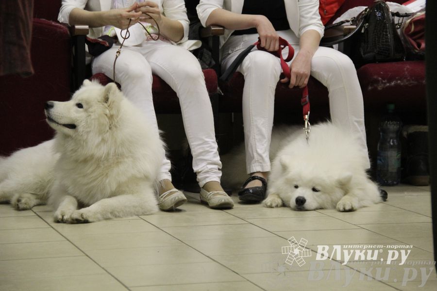Всероссийская выставка собак «Великие Луки — 2014»