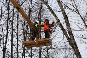 На проспекте Гагарина идет формовка деревьев (ФОТО)