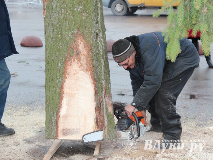 Сегодня в Великие Луки привезли главную новогоднюю ёлку (фото)