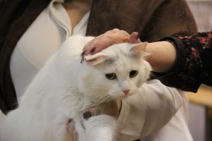 В Великих Луках прошла выставка кошек (фото)
