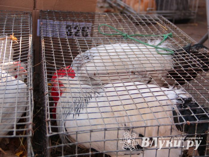 Торговая ярмарка «Осень-2016» прошла в Великих Луках (ФОТО)