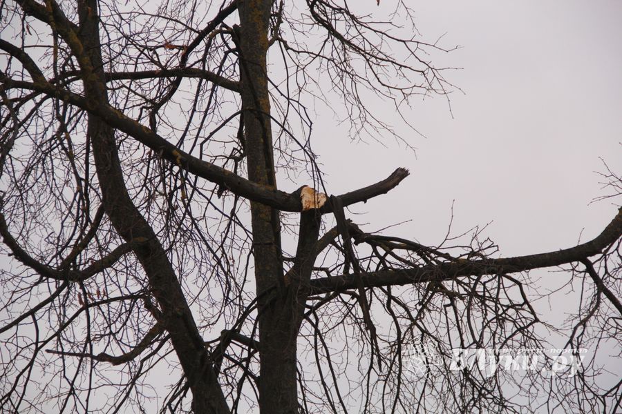 Негабаритный автопоезд вновь следует по улицам Великих Лук