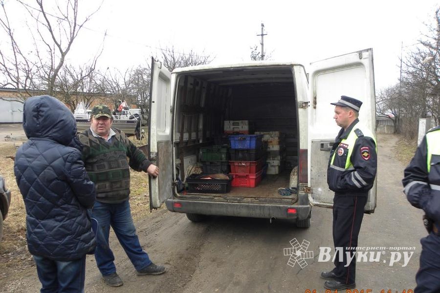 Сотрудниками рыбоохраны на трассе Псков – Гдов изъята контрабандная рыба (фото)