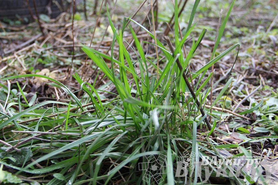 Этот странный январь