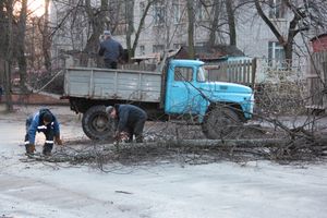 В Великих Луках дерево упало на проезжую часть 