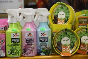 «Золотая Репка» удивляет! (ФОТО)