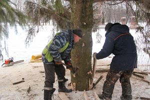 Ёлочка приехала! (ФОТО)