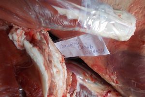 На границу Псковской области задержан белорус, перевозивщий туши диких животных (фото)